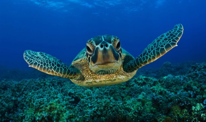 Fundação Maio Biodiversidade